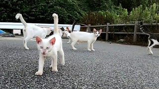 夕方の駐車場で行われている猫の集会に行ってきた