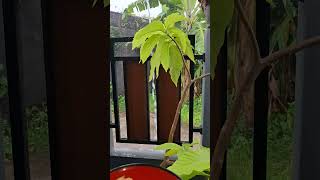 Download Mp3 Suasana hujan ditemani pisang goreng #food #suasanapedesaan #makanansendiri #pedesaan Gudang lagu Download Mp3 Suasana hujan ditemani pisang goreng #food #suasanapedesaan #makanansendiri #pedesaan