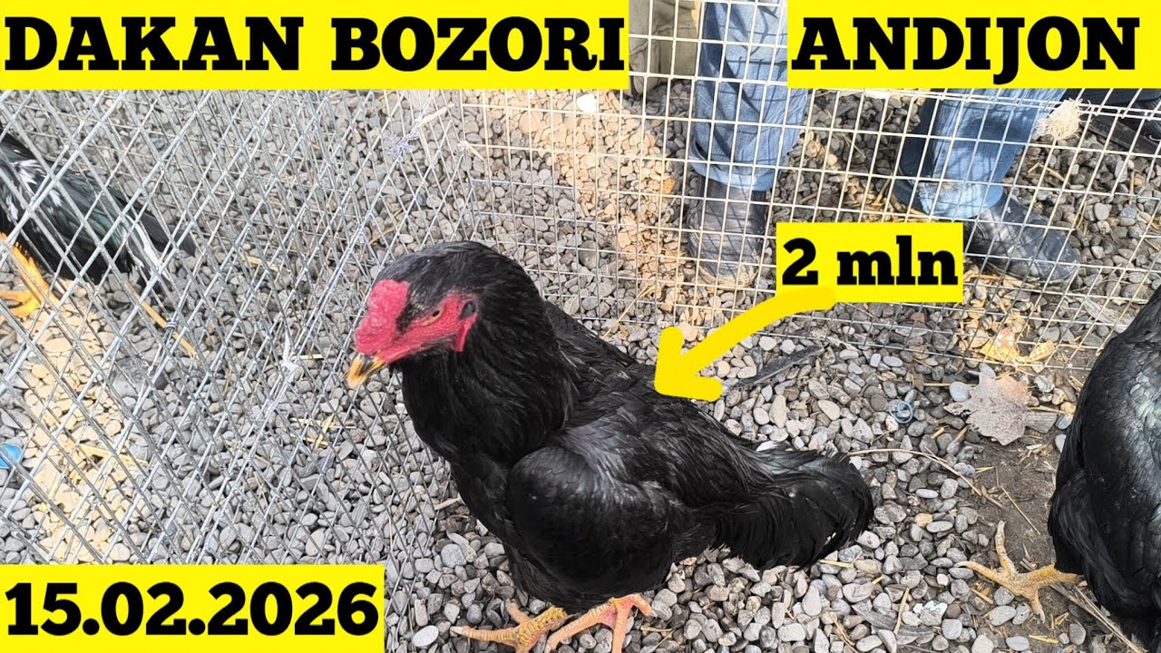 DAKAN BOZORI ANDIJON 15.02.2026
