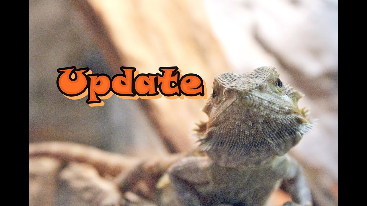 Reptile Expo Coming SoonUpdate Video[HD] YouTube