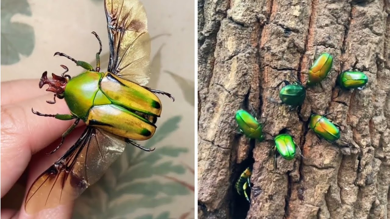 Why you should choose the Scarab Beetle as a Pet