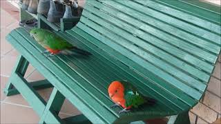 Wild Parrots follow me by Minda2022 48 views 2 years ago 3 minutes, 42 seconds