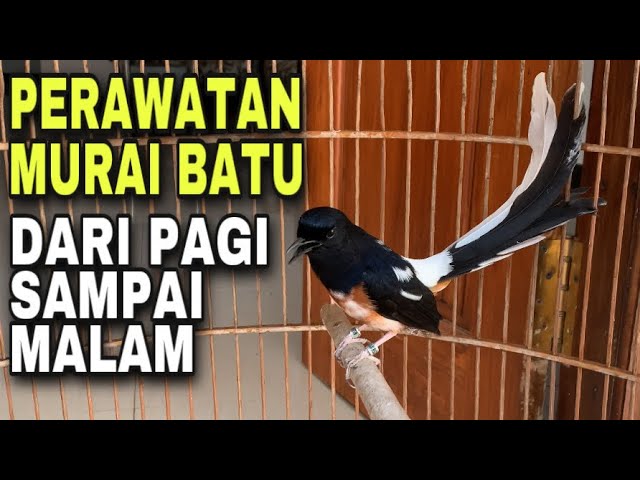 Perawatan murai batu dari pagi sampai malam agar cepat gacor class=