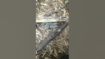 Thăm bẫy dính chồn bạc má khủng