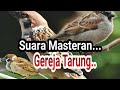 Suara Gereja Tarung Buat Masteran Mp3 - Mp4 Download