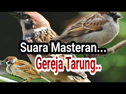 Suara gereja tarung buat masteran..