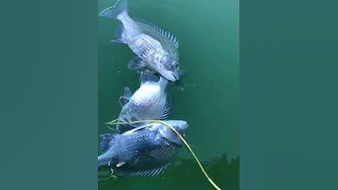 Sea Fishing: Câu Tráp Biển Đà Nẵng #fishing_video #câucábiển #caucatunhien