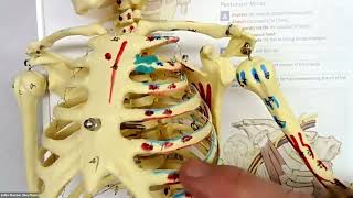 Trigger Points Pectoralis Minor