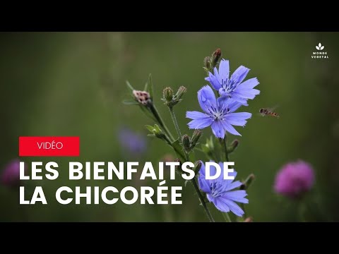 Vidéo: Chicorée: Propriétés Utiles Et Contre-indications