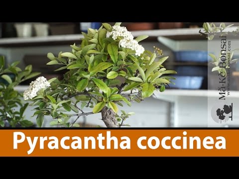 124)  Bonsai Tree Care of Pyracantha coccinea or Scarlet Column Firethorn