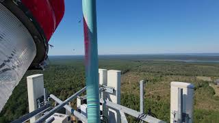 Wasps on a 500' cell tower