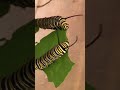 Monarch caterpillars learning leaf munching manners  lynn rosenblatt