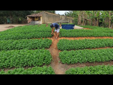 Vídeo: Como cultivar cabaças de mamadeira (com fotos)