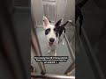 Now she’s tired and needs our help.Together #puppy #usa #uk #puppylife #viral #dogs #shortvideo #59