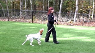 Puppy Training, Dax, Brittany, Day 1: Leash Pulling Training Begins
