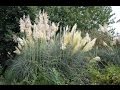 HIERBA PAMPERA (Cortaderia selloana) GRAMINEAS