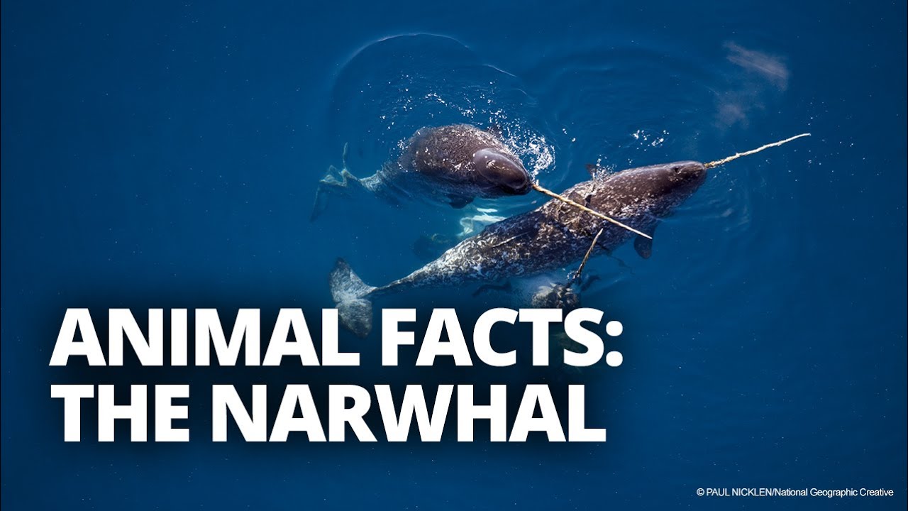 Narwhal narwhal