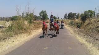 Hource Race In Only Chebi