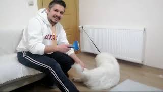 Samoyed Cindy'i kuru köpük şampuanla temizledim ^\Samoyed Yavru Köpek