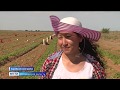 Астраханские фермеры приступили к сбору раннего картофеля