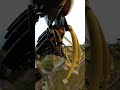 Montu at Busch Gardens Horizon Locked POV