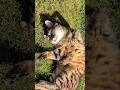 Happy Misti in the garden 😻🌿😎🌿😻 #cat #nature #cute