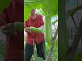 Fluffy green gourd #No pain, no gain #Grow your own natural green vegetables #garden