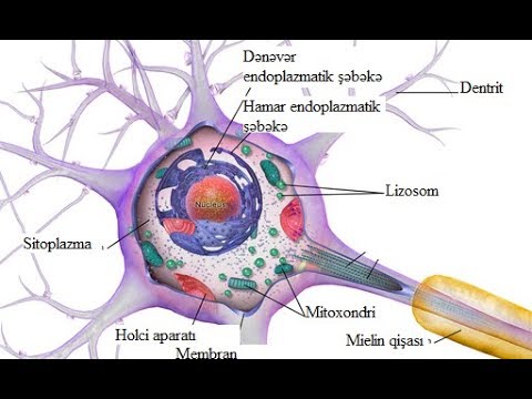 Video: Mərkəzi sinir sistemində hansı neyron yerləşir?
