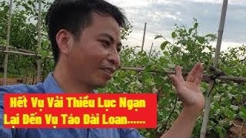 Chuẩn Bị Hết Mùa Vải Thiều Lại Đón Vụ Táo Lục Ngạn, Cơn Giông Gãy Nhiều Cành Quá
