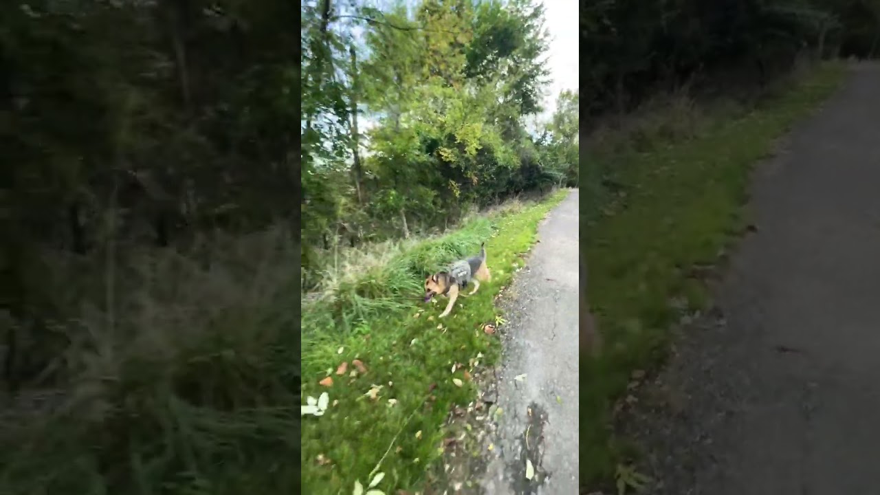 Off Leash Dog Training Guard Dog German Shepherd Thor YouTube