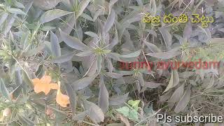 సఖ వయదల నవరణ క సలభమన యగ వజరదత చటట ఉపయగల