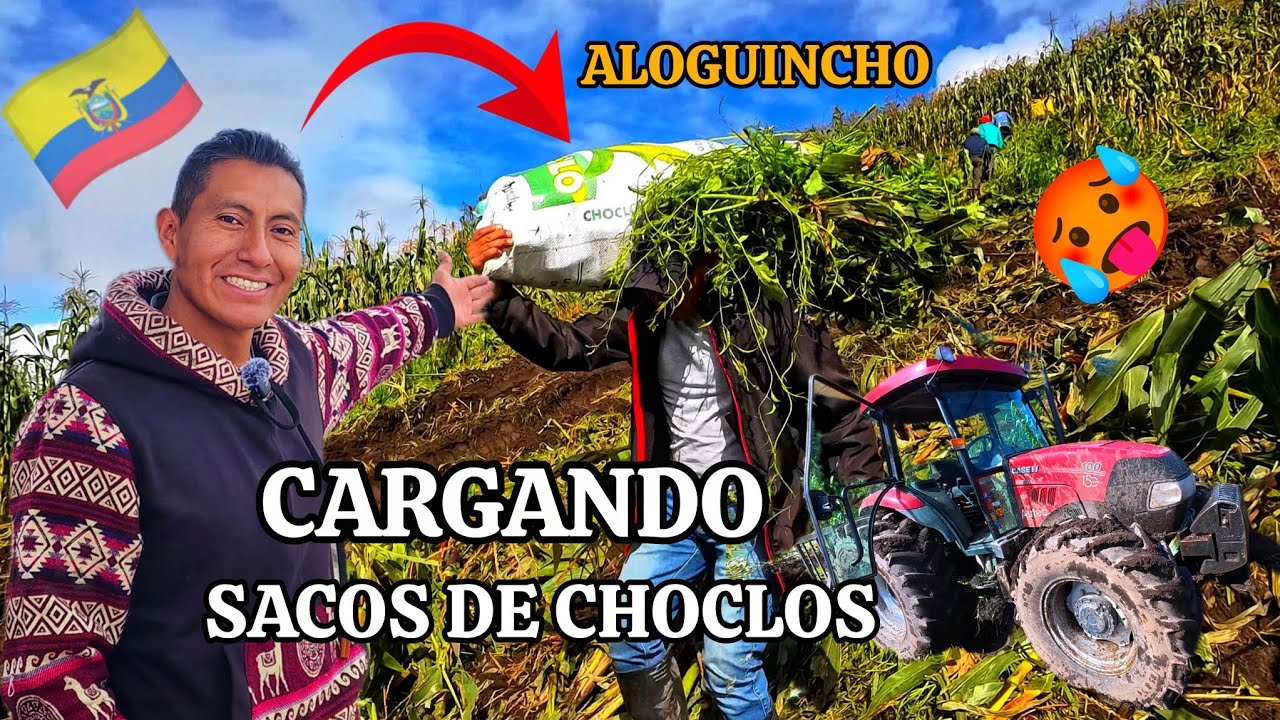 No es fácil cargar estos choclos gigantes en Aloguincho El Vloguero 