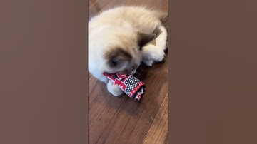 My cats first catnip toy