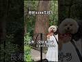 長寿、成就が叶う御神木 #トイプードル #犬 #dog #shorts