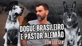 Dogue Brasileiro e Pastor Alemão: Léo Sens