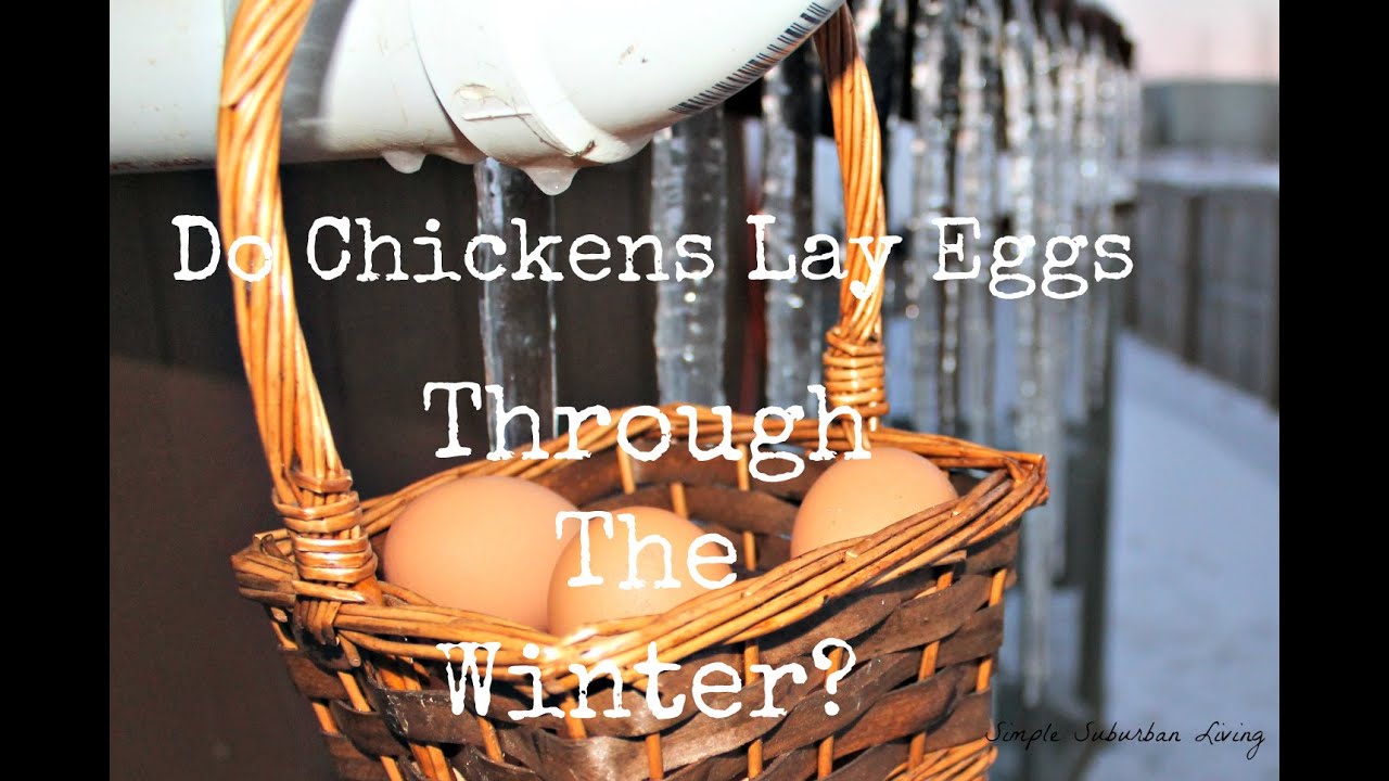 Do Chickens Lay Eggs in the Winter? - YouTube