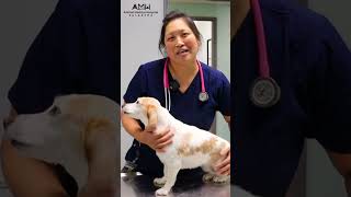 Inside Your Pet's Annual Exam: What to Expect | Animal Medical Hospital of Pasadena
