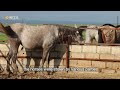 Syrian horse breeders preserve centuries-old heritage amidst war
