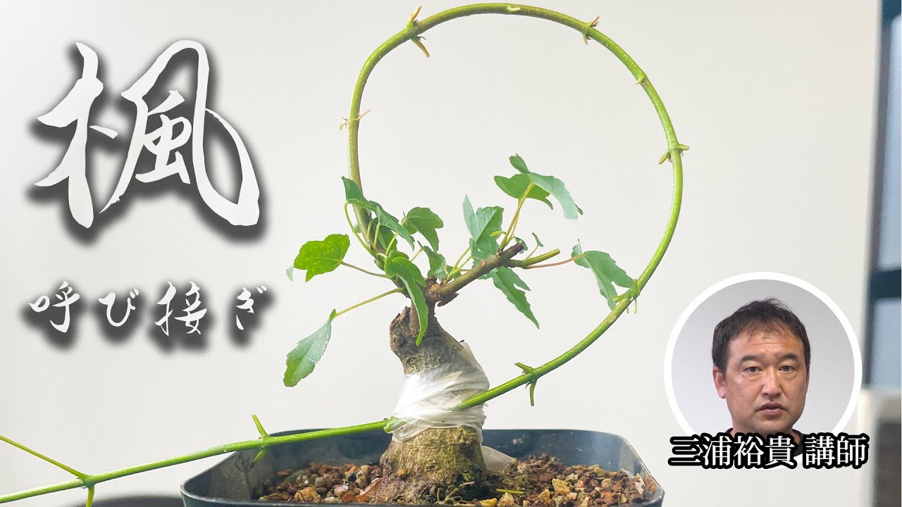 【楓】"呼び接ぎ"で人工的に枝を作る