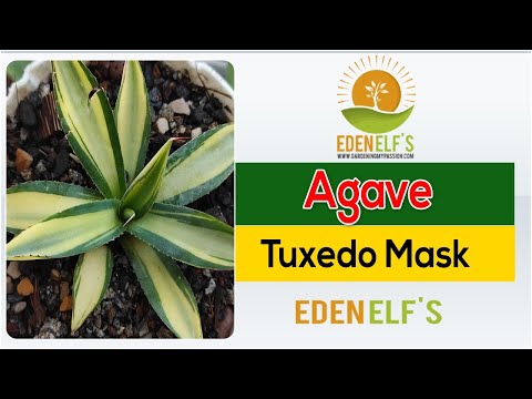 Agave 'Tuxedo Mask' | Eden elf's - YouTube