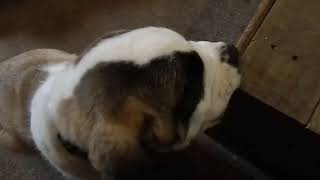 Newfoundland snores while being vacuumed