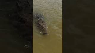 Unleashing the Fierce Power Witness the Crocodiles Lightning Attack