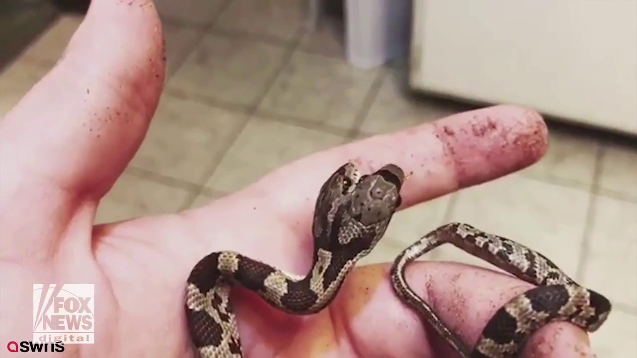 Rare two-headed snake discovered in backyard