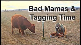 Bad Mama Cows & Tagging Calves - Calving 2025 | Part 5