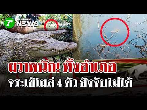 ผวา! จระเข้ตัวเขื่อง 4 ตัว ยังจับไม่ได้ | 9 ต.ค. 69 | ไทยรัฐนิวส์โชว์