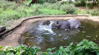 Tapir Sumateratapirus Indicus, Mom & Baby