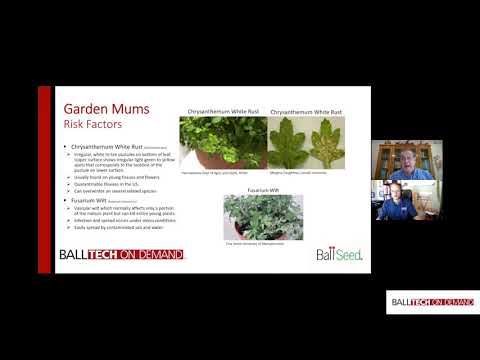 Video: Zabíja fusarium mamičky: Ako zvládnuť vädnutie fusárií chryzantém