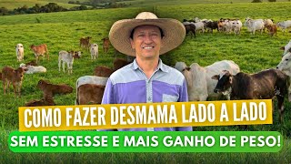 COMO FAZER A DESMAMA LADO A LADO — SEM ESTRESSE E COM MAIS GANHO DE PESO