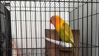 PART 4 LOVEBIRD JANTAN BAHAN MAIN UNTULAN LAKUKAN INI DULU