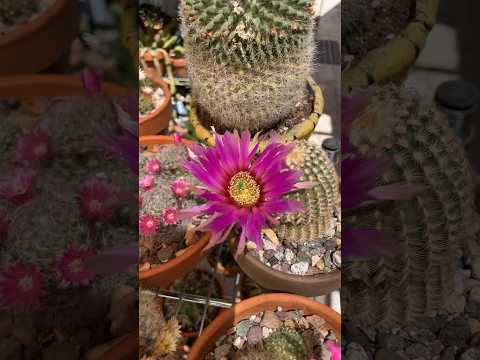 Video: Groeiende roze cactussen - Leer meer over roze getinte cactus of bloeikleur